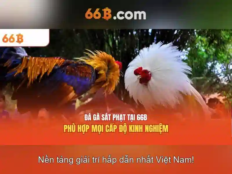 Giới thiệu về 66b