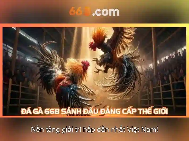 66b là gì?